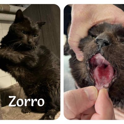 20.01.26 Pongo et Zorro