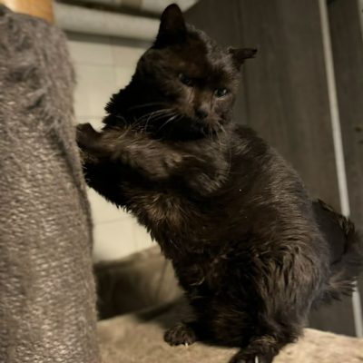 20.02.26 Décès Zorro