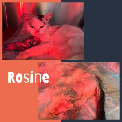 22.03.24 News Rosine