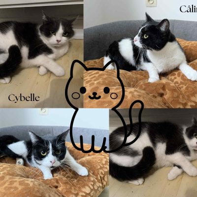 22.12.25 Arrivée Cybelle et Caline