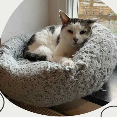 23.03.26 Adoption Boris