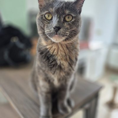 23.06.26 Adoption Noisette