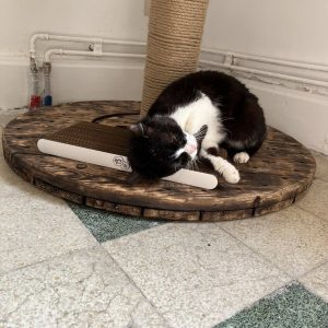 23.08.25 Kookai new refuge 3