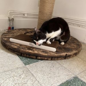 23.08.25 Kookai new refuge