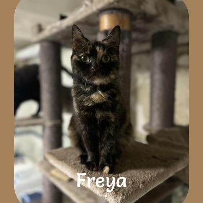 25.09.25 News Freya