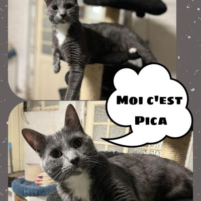 25.10.24 Adoption Pica