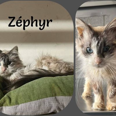 26.03.26 News Zephyr