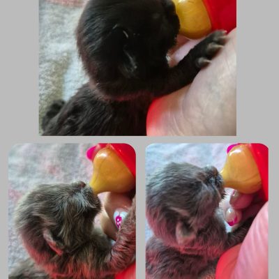 26.04.26 Prise en charge chaton à biberonner