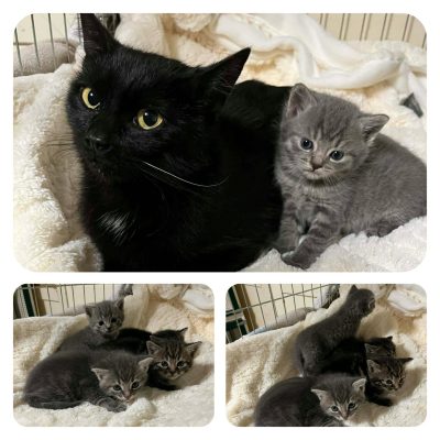 26.04.26 Prise en charge chatons
