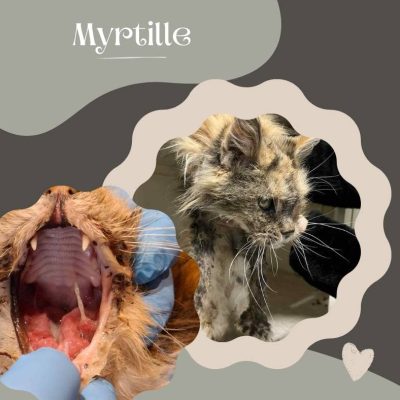 27.01.26 News Myrtille