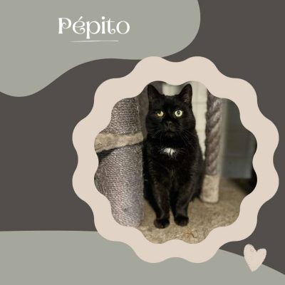 27.01.26 News Pepito