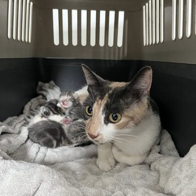 27.07.25 Arrivée maman et bébés