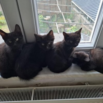 27.08.26 Arrivée 4 chatons noirs