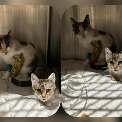 27.10.25 News Lili et Zia