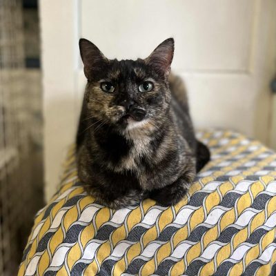 27.11.25 Adoption Libellule