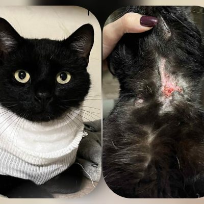 27.11.25 News Mowgli