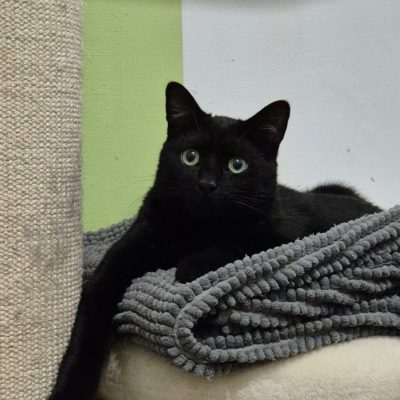 28.03.26 Adoption Salem