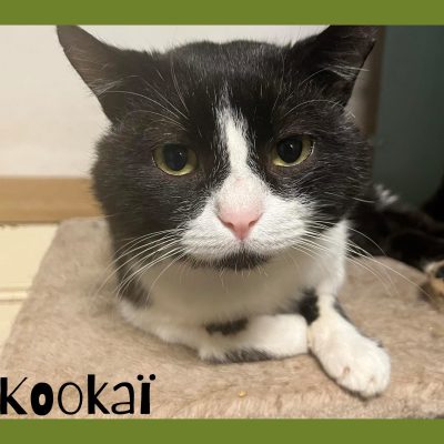 28.07.24 Kookai