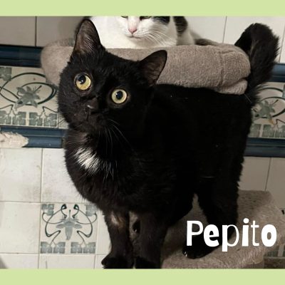 28.07.24 Pepito