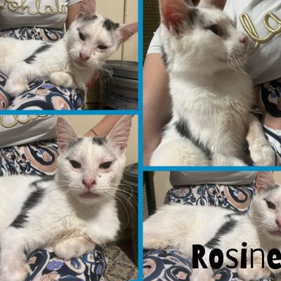 28.07.24 Rosine