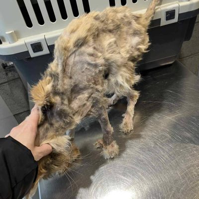 29.01.26 News Myrtille