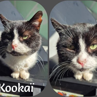 29.04.26 News Kookai