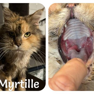 29.04.26 News Myrtille