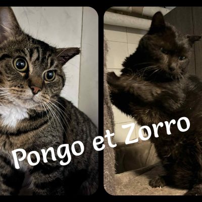 30.01.26 News Pongo et Zorro