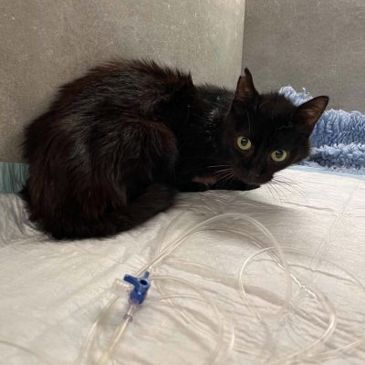 30.08.26 Urgence Bagheera