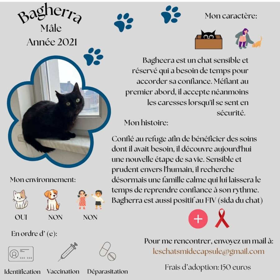 Bagherra
