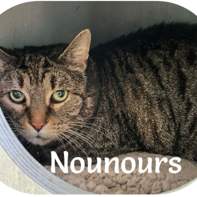 Nounours