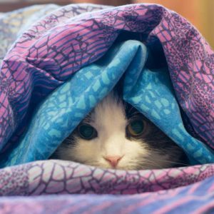 Photo of a cat wrapped in a colorful blanket